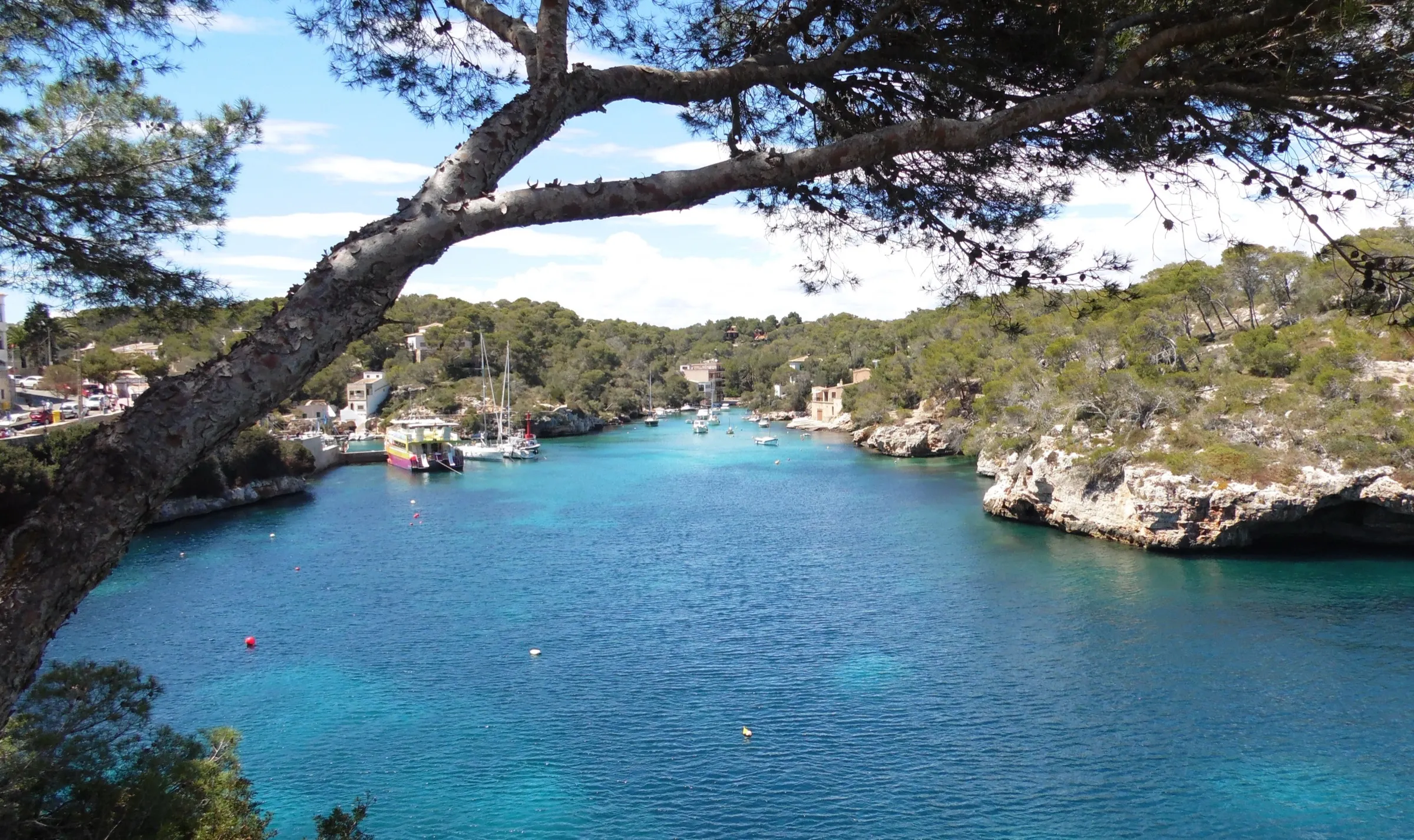 View of Cala Figuera from above, with turquoise water, moored boats and pines on the cliffs