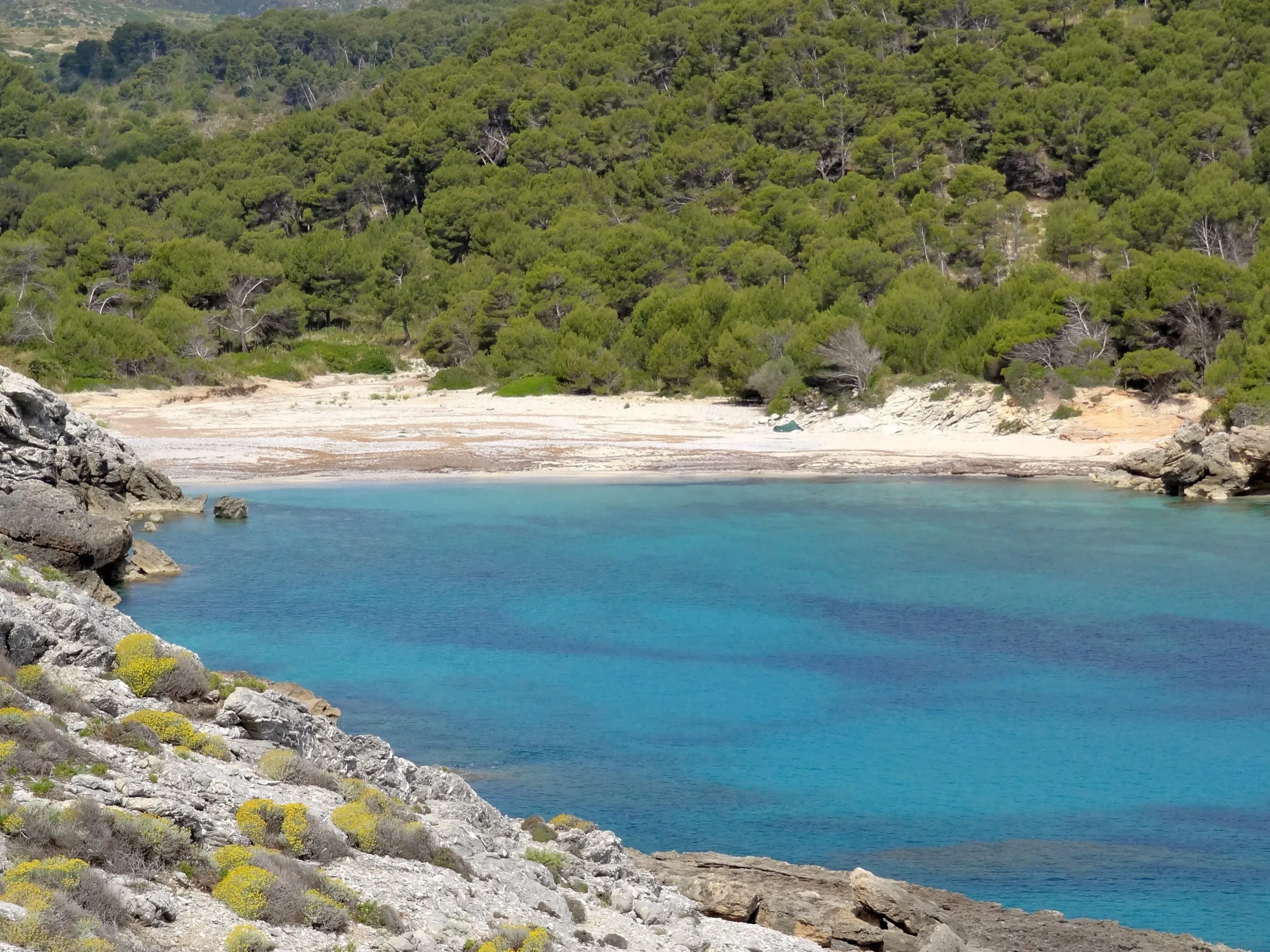 Cala Matzoc desde la roca, con el agua azul, la playa clara al fondo y el pinar detrás