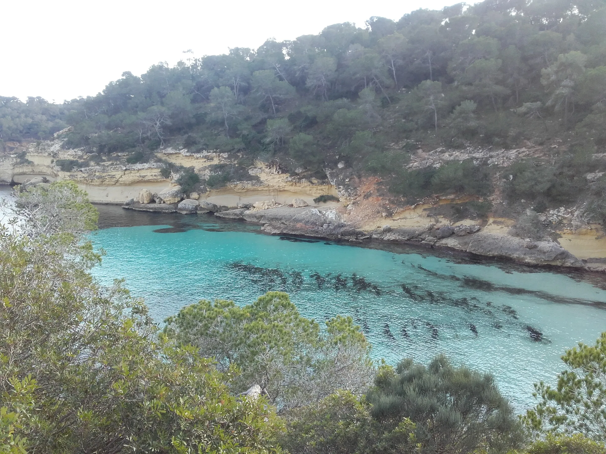 La cala del Mago vista desde el pinar, con agua turquesa, manchas de posidonia y la pared de marès al fondo