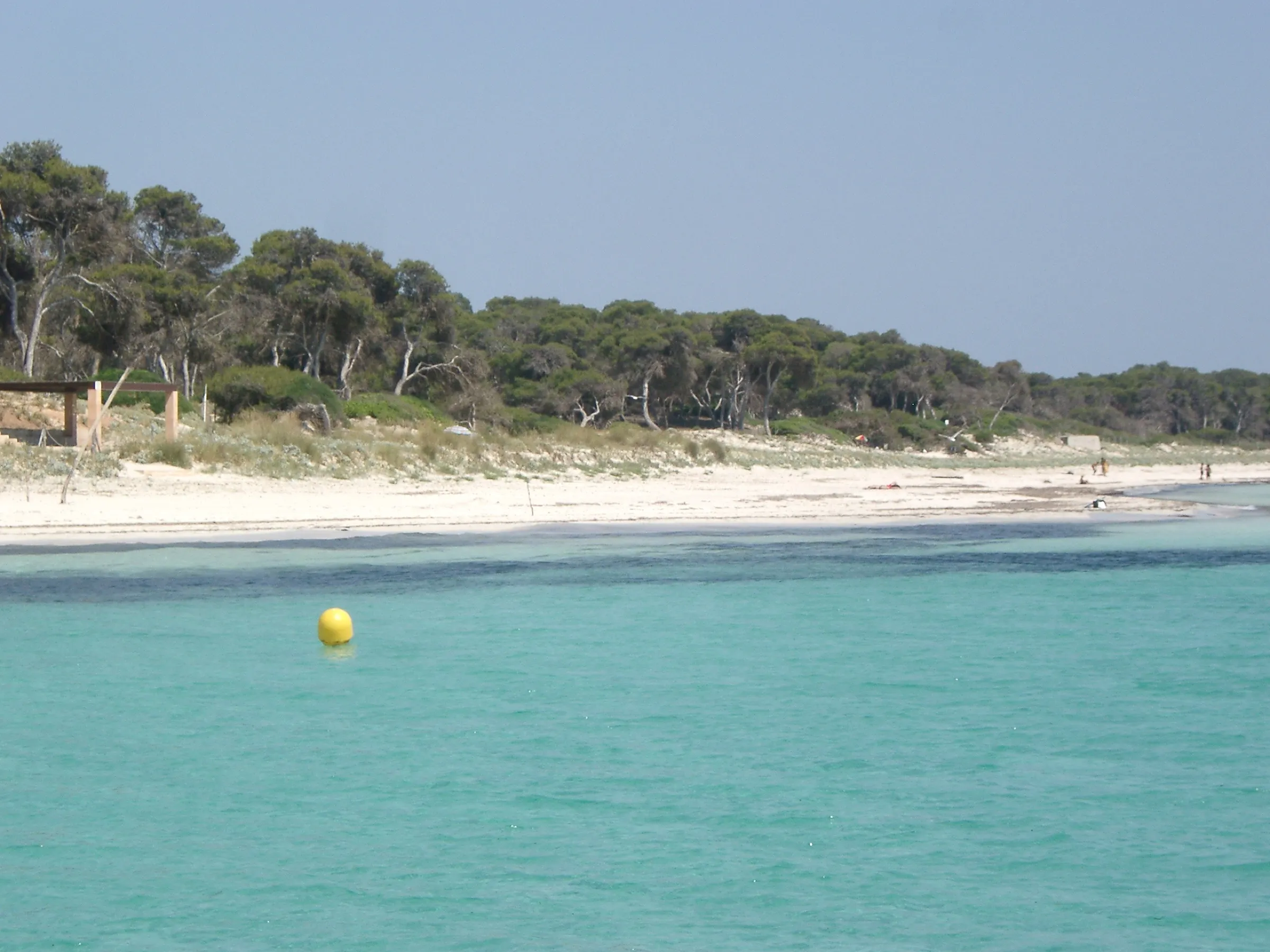 La Platja des Carbó con el agua turquesa en primer plano, la arena blanca y el pinar detrás de las dunas