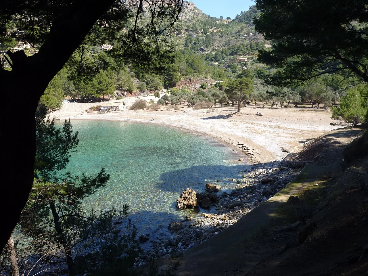 La playa de Cala Tuent vista entre pinos desde el camino de la costa, con agua turquesa y olivos detrás de la arena