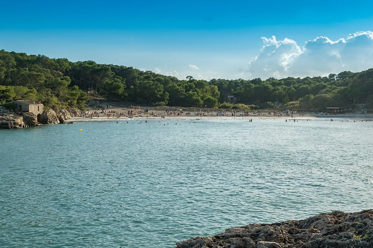 La playa de s'Amarador vista desde las rocas, con el pinar detrás y el agua en calma