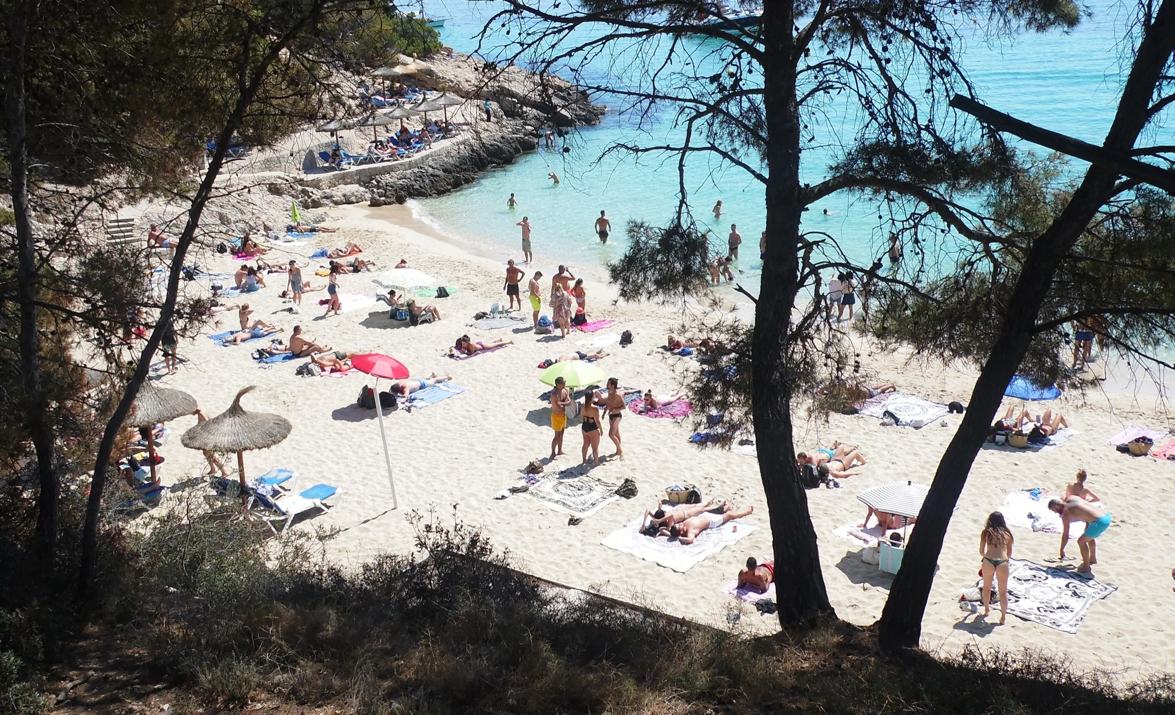 Cala Comtesa vista desde el pinar que hay sobre la arena, con el agua turquesa al fondo