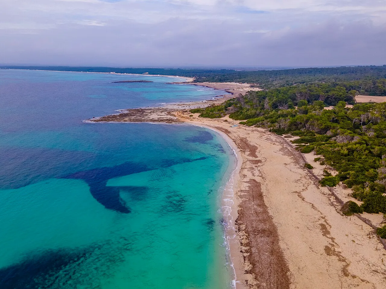 Vista aérea en invierno de la costa al sur de Es Trenc, con posidonia en la orilla, pinar detrás y el arenal al fondo