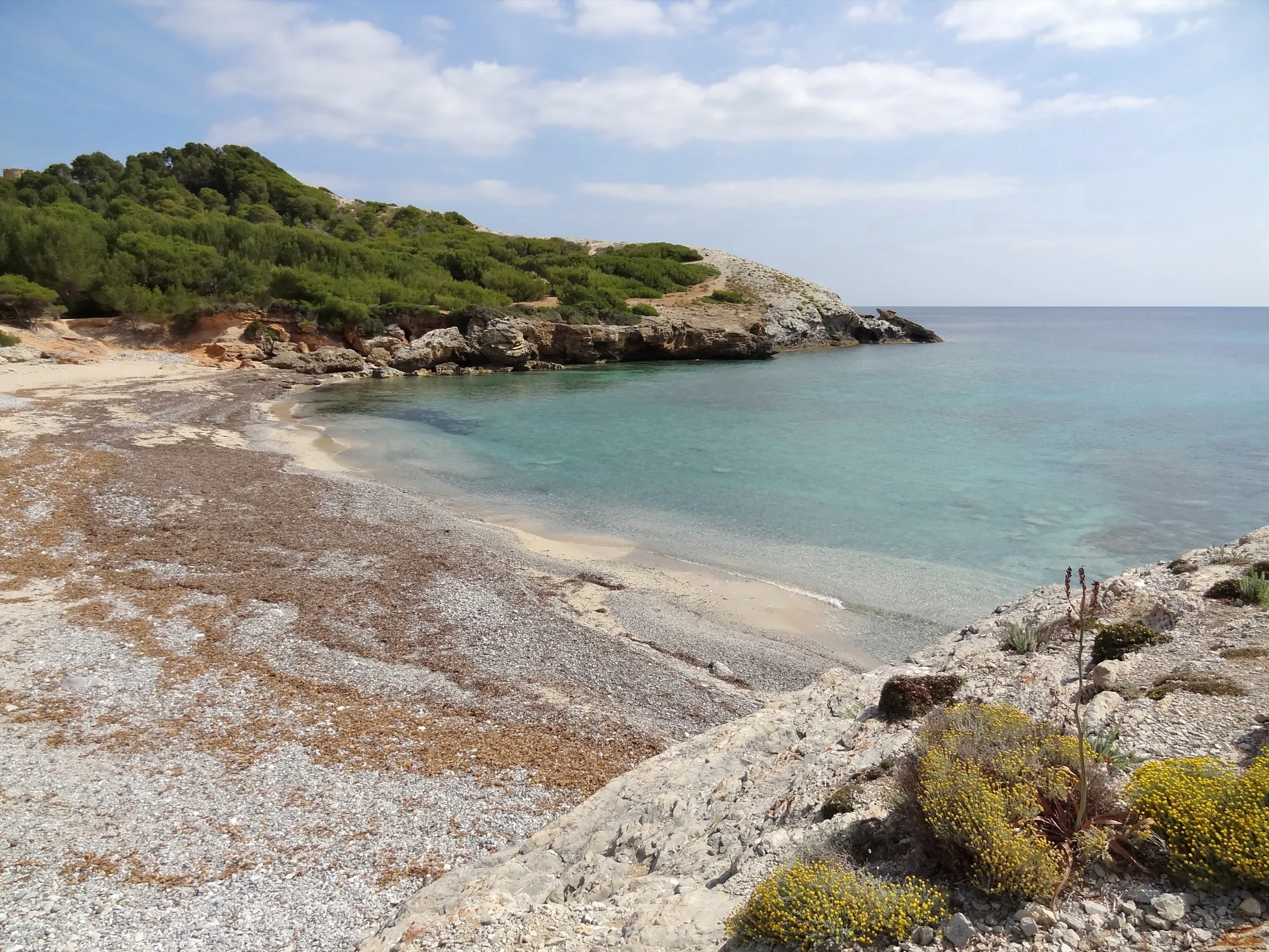 La orilla de piedras de Cala Matzoc y la punta con pinar que cierra la cala hacia el mar