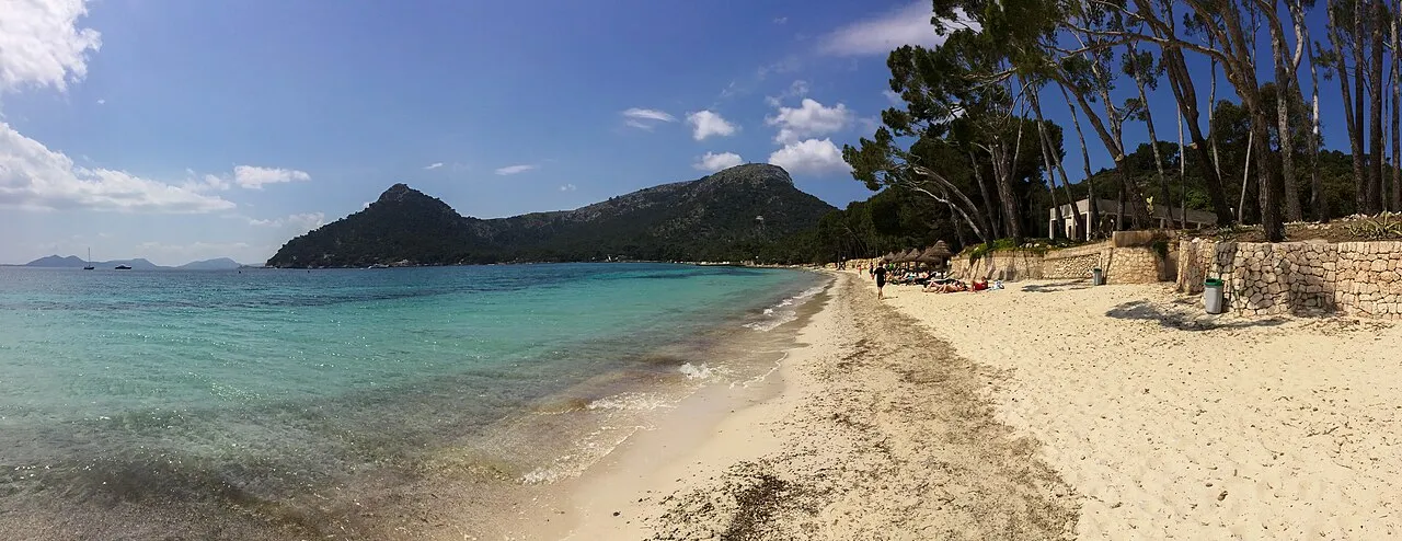 Orilla de arena blanca de la Platja de Formentor, con pinos inclinados, muros de piedra y sombrillas de brezo