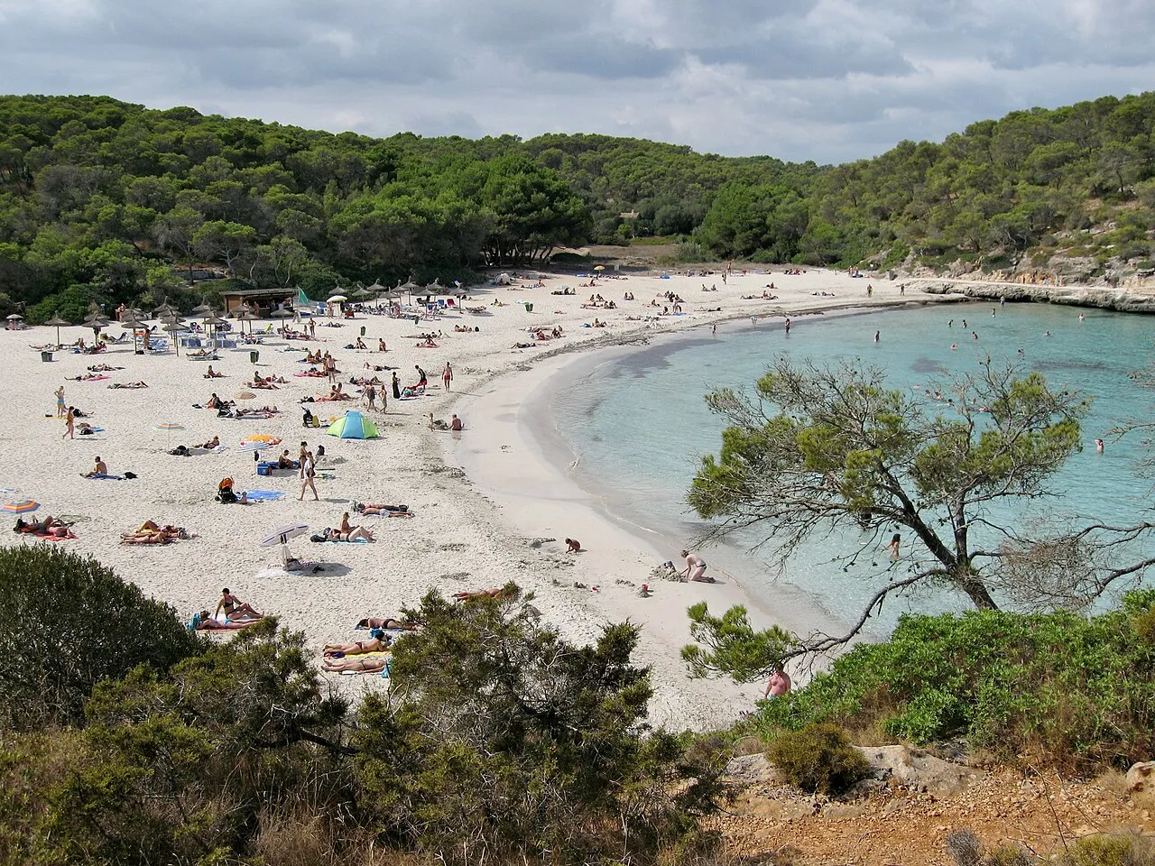 Bañistas sobre la arena blanca de s'Amarador, vista desde el pinar