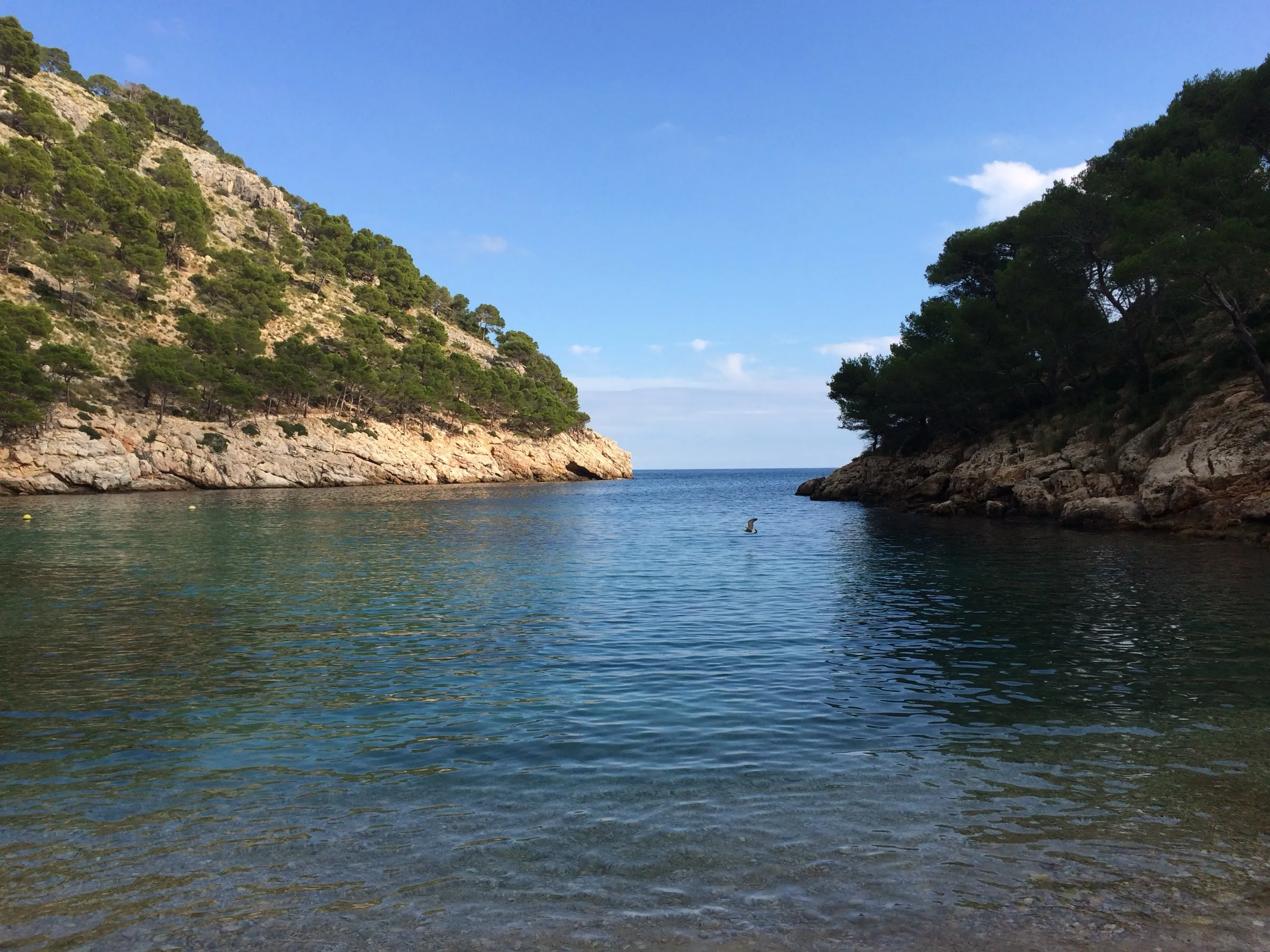 La boca de Cala Murta entre acantilados bajos cubiertos de pinos, con el mar abierto al fondo