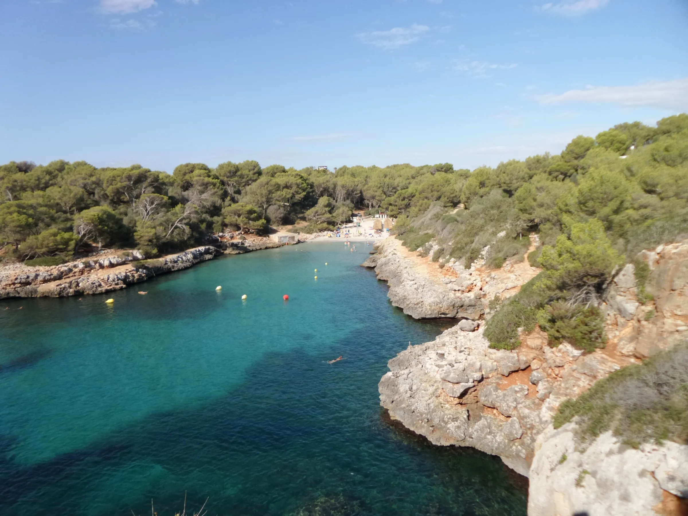 Rocas bajas y pinar en la orilla del entrante de Cala Sa Nau, con la playa al fondo