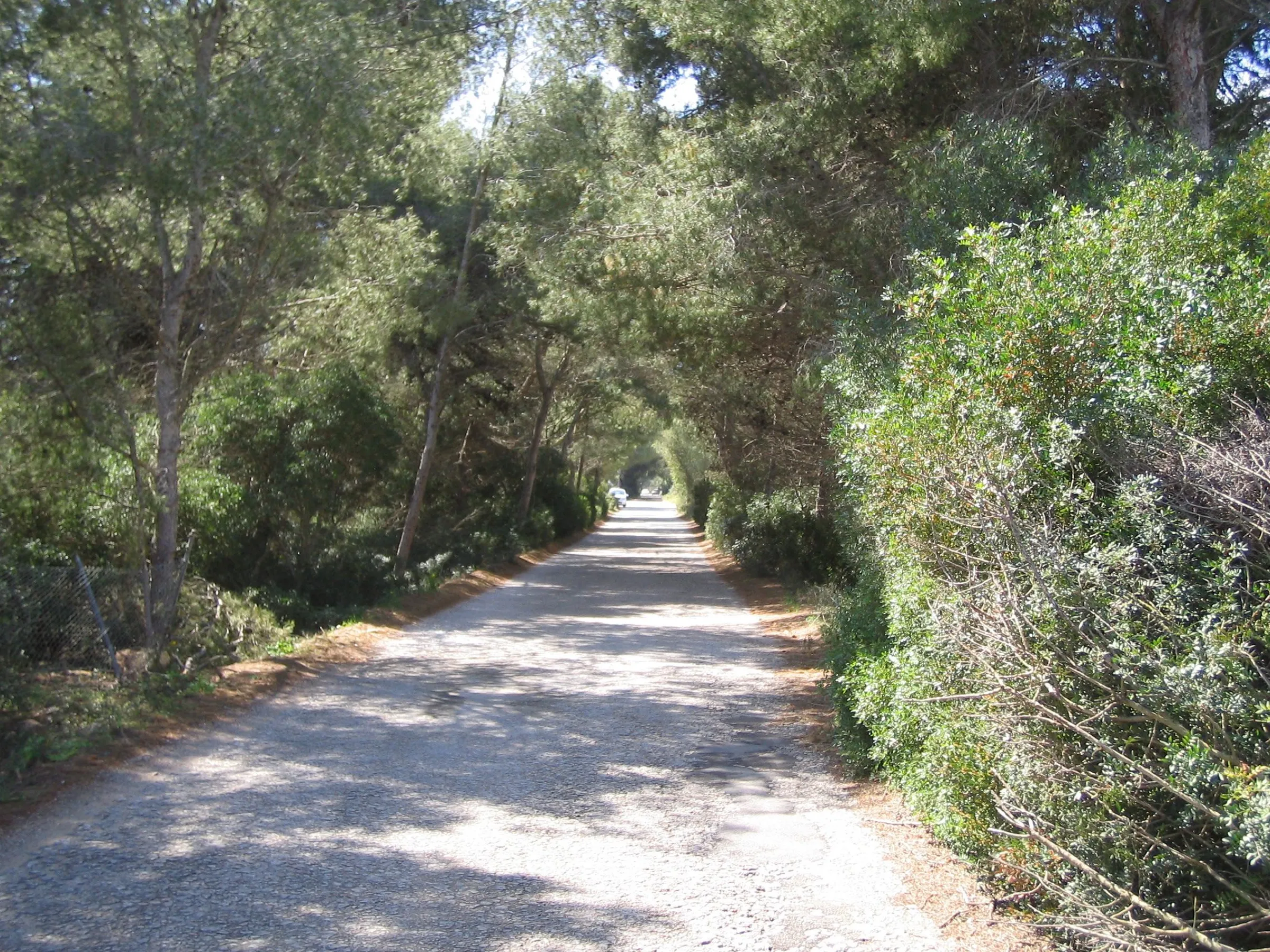 Carretera entre pinos que lleva a la playa del Mago