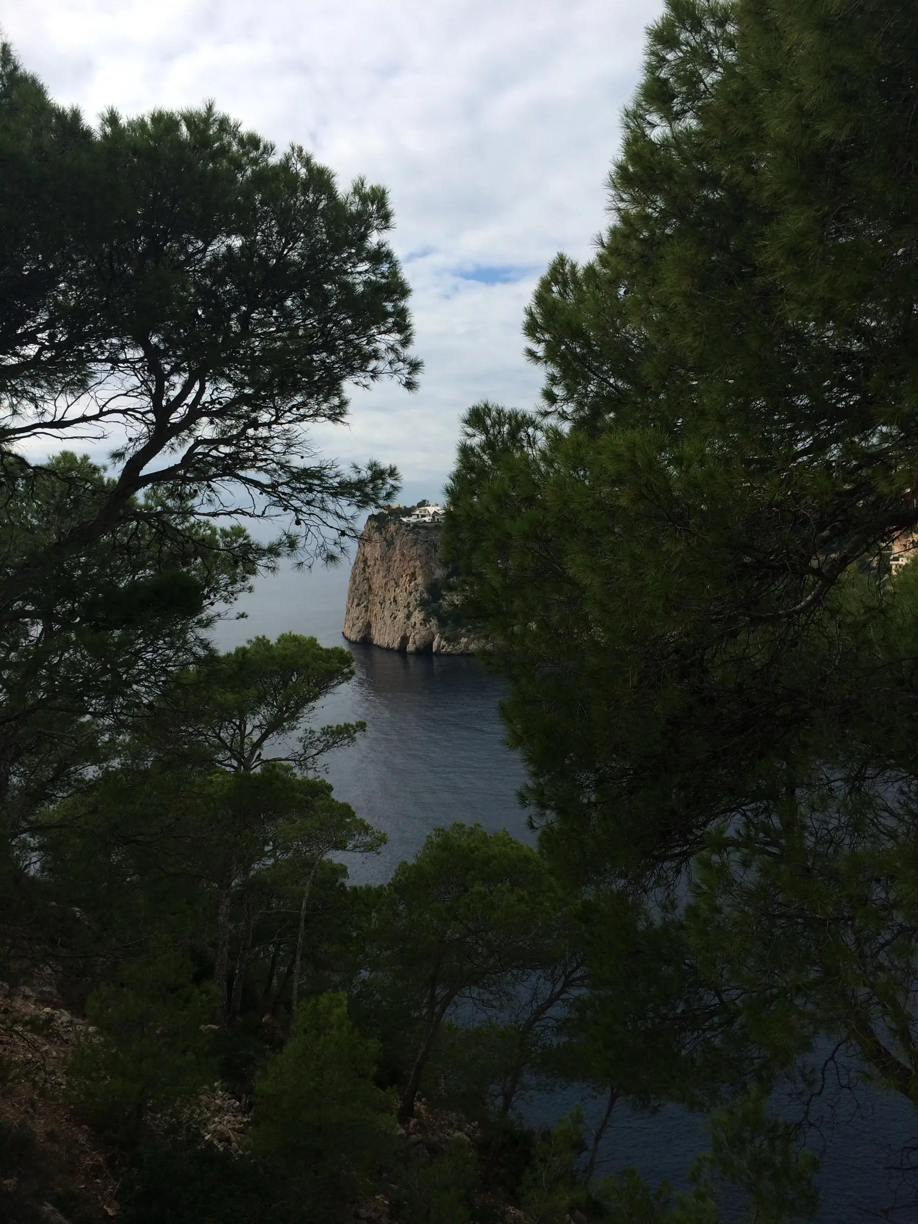 Pine woods above the coast, with one of the sa Mola cliffs peeking through the trees