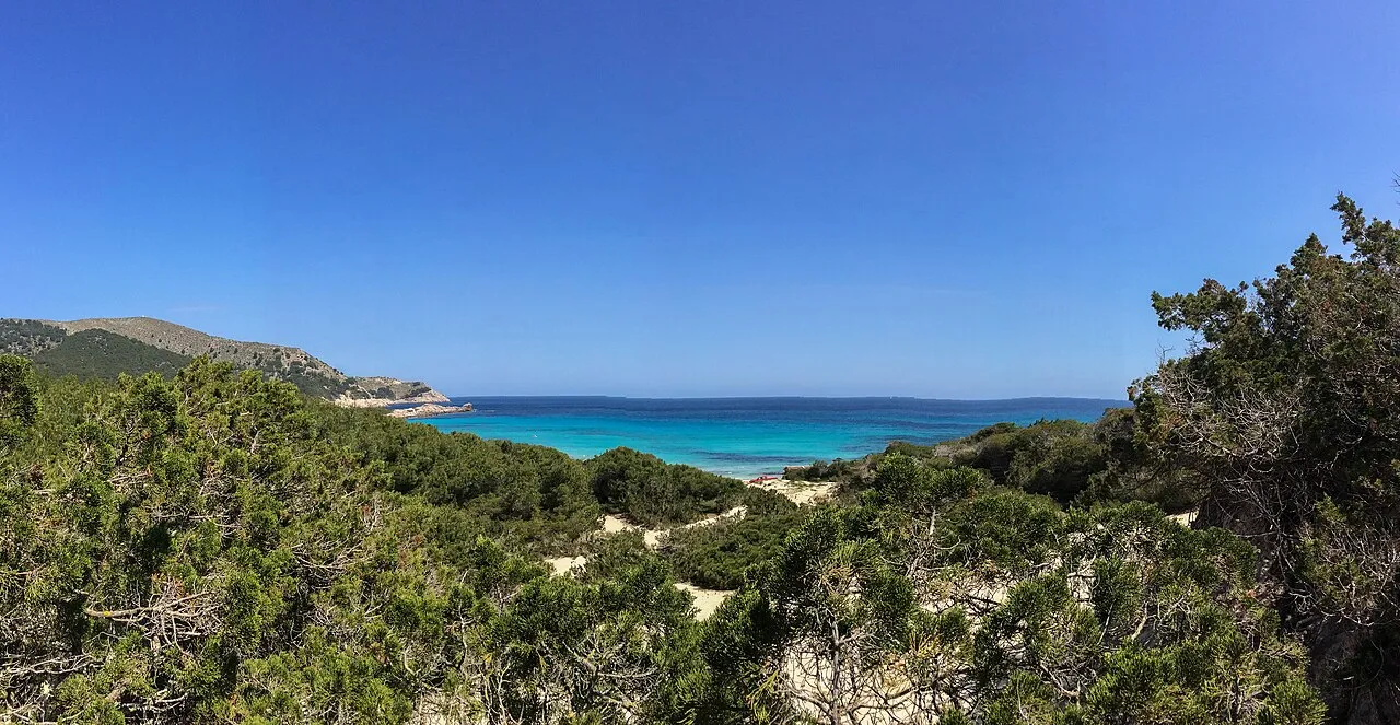 Dunas con sabinas y pinos sobre Cala Agulla, con el mar turquesa al fondo