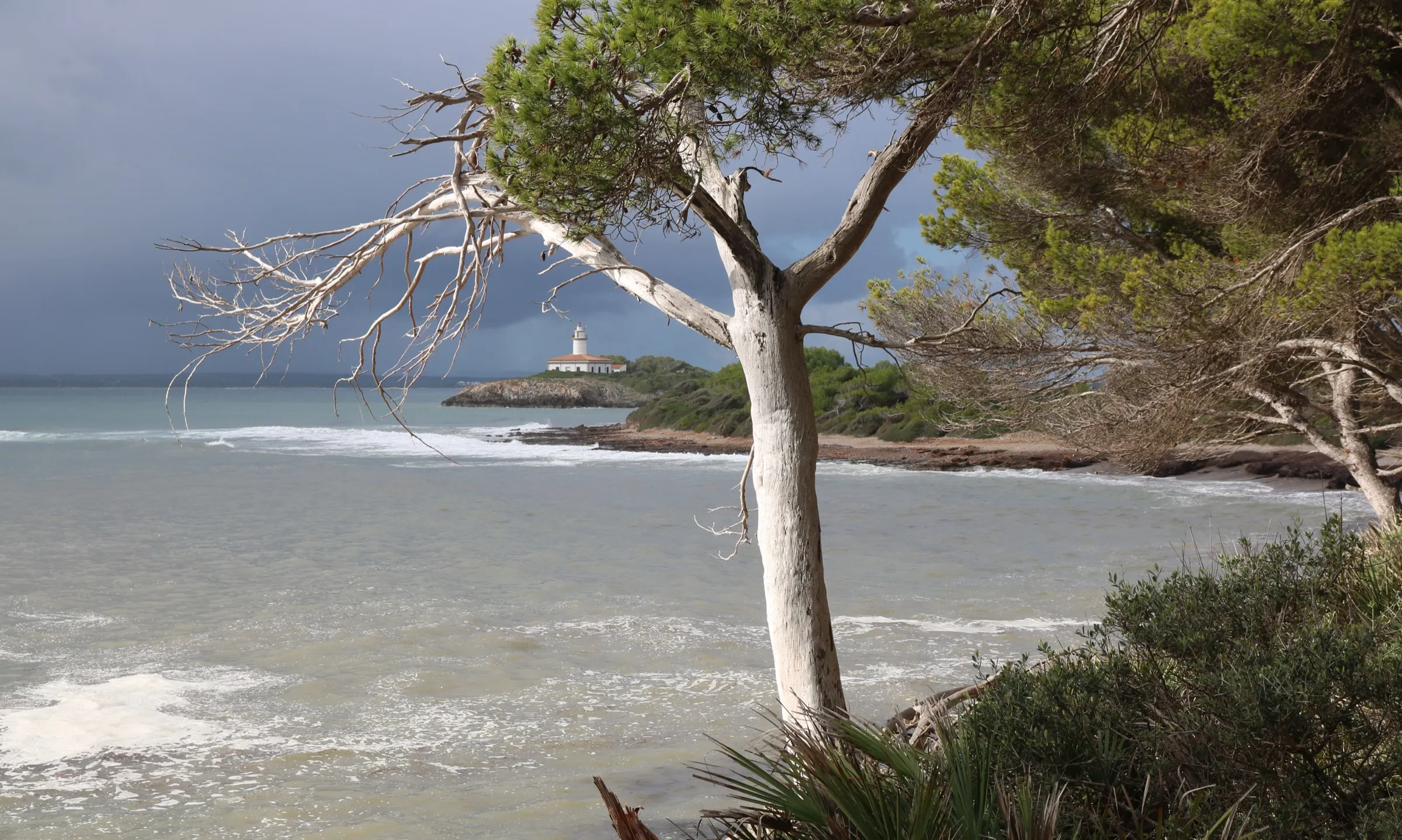 A pine by the shore at Alcanada on a day with waves, with the lighthouse behind