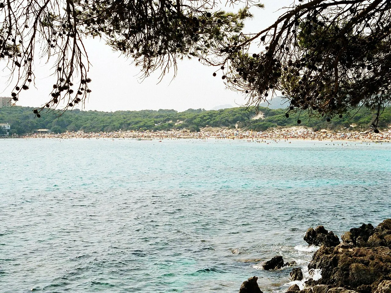 La playa de Cala Agulla vista desde las rocas, enmarcada por ramas de pino