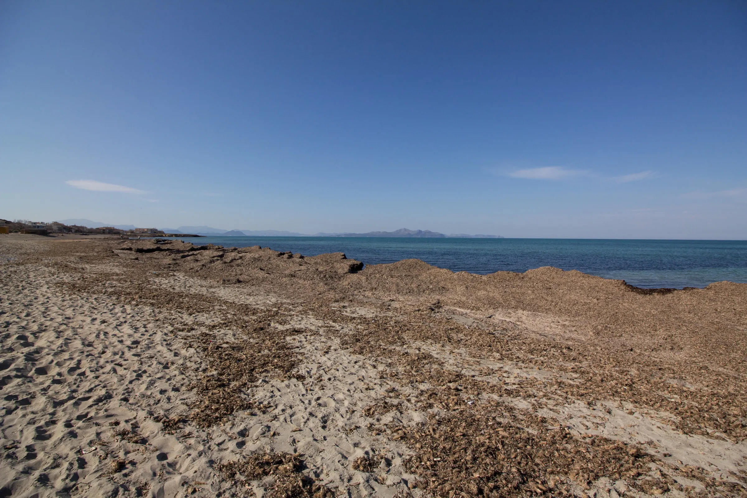 Restos de posidonia acumulados en la orilla de Son Serra de Marina, con el mar y la costa al fondo